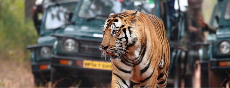 Madhya Pradesh With Kanha, Bandhavgarh, Jabalpur & Khazuraho Tour