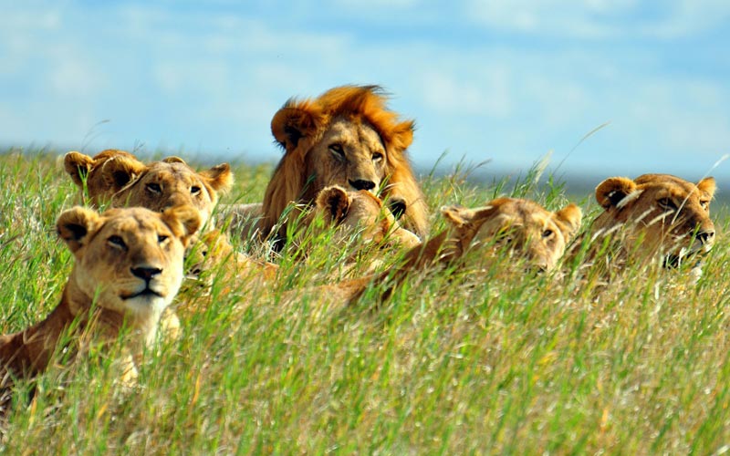 South Africa Add On Kruger Tour