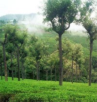 Ooty -  Hill Station - Tamilnadu Tour