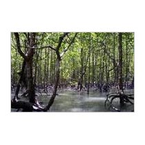 Pichavaram & Poompuhar One DayTour