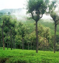 Ooty Packages - 1 Night And 2 Days