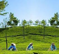 PGITP:124- 03 Nights / 04 Days Package Bangalore Coorg Short 