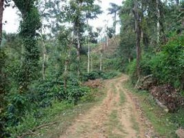 PGITP:124- 03 Nights / 04 Days Package Bangalore Coorg Short 