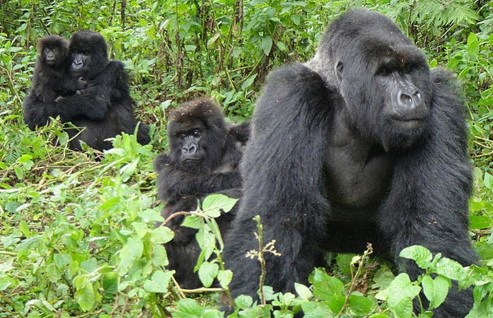 3 Days Gorilla Trekking In Uganda Tour