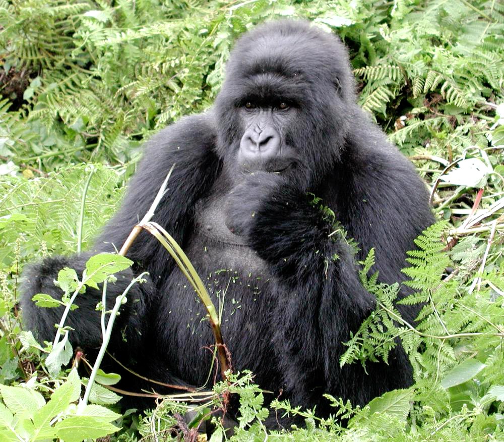 Uganda Gorilla Tour - 3 Days