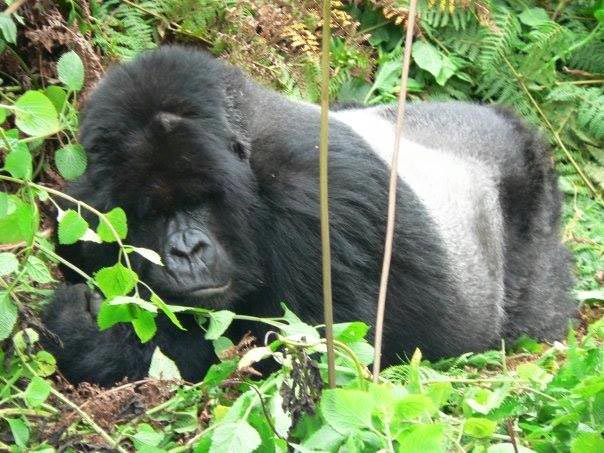 9 Days Gorillas In Bwindi, Wildlife In Murchison, Chimps In Kibale, And Wildlife-Queen Elizabeth N T