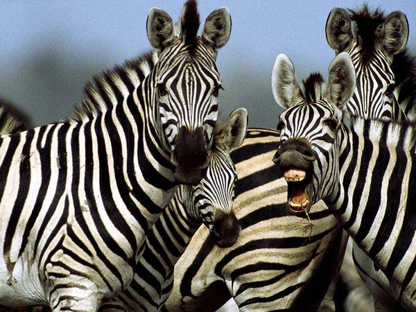 Victoria Falls and Hwange Big Five Safaris National Park Tour
