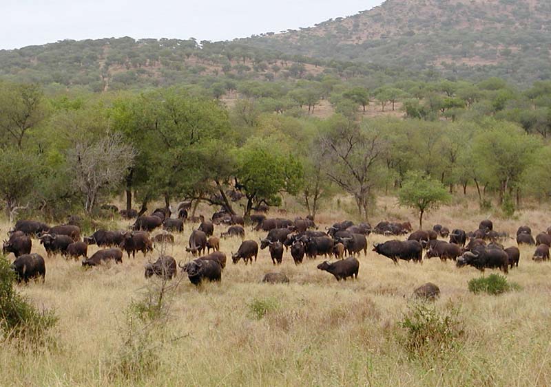 Victoria Falls and Hwange Big Five Safaris National Park Tour