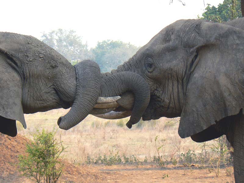 Victoria Falls and Hwange Big Five Safaris National Park Tour