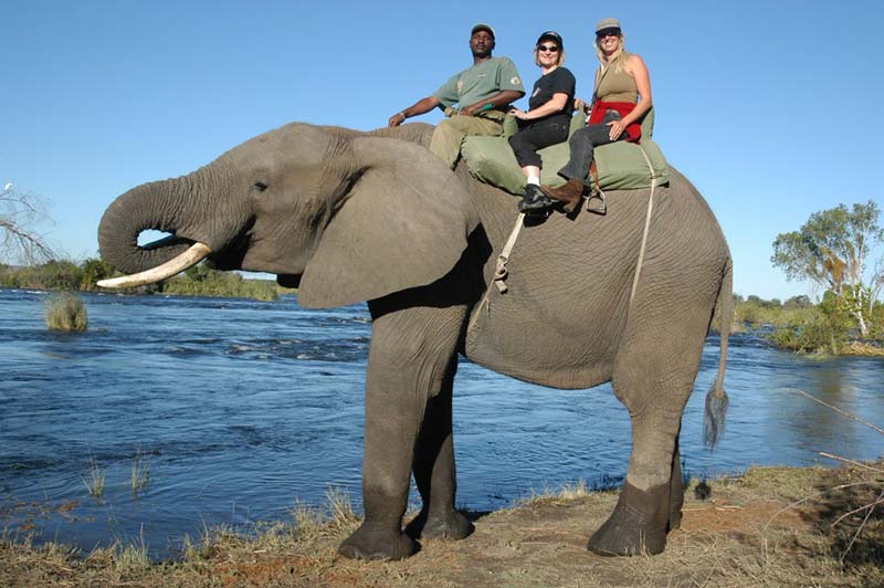 Victoria Falls and Hwange Big Five Safaris National Park Tour