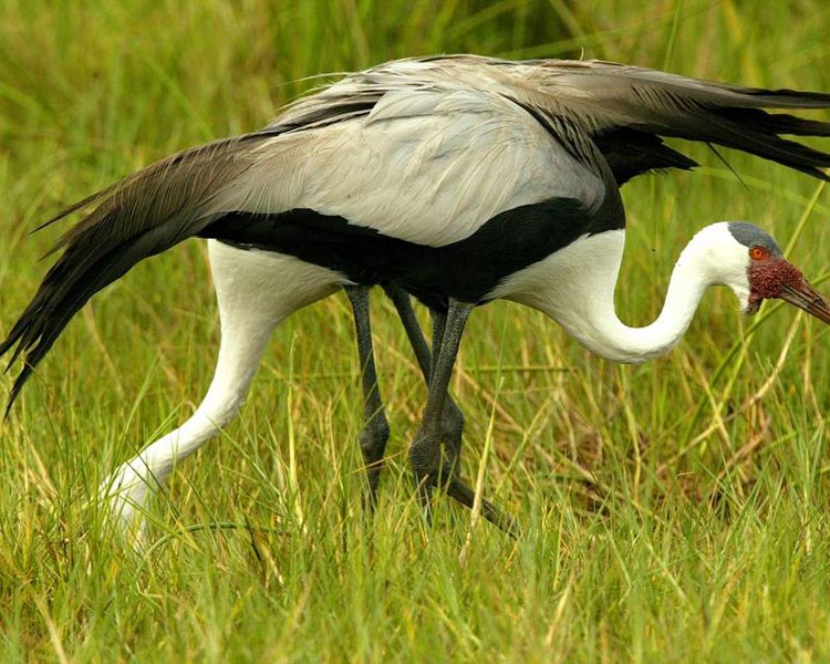 Victoria Falls & Chobe National Park