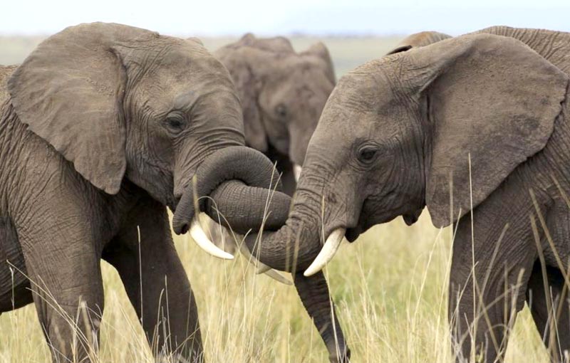 Victoria Falls & Chobe National Park