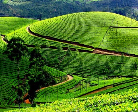 Best  Houseboat Tour Munnar - Thekkady - Alleppey 7Day