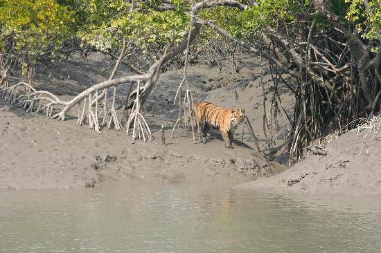 Sundarban Mangrove Forest & Kolkata City Tour 5D 4N