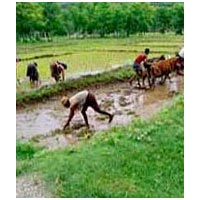 Darjeeling & Sikkim Tour Package