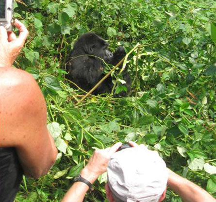 Uganda Gorilla And Chimp Tracking Adventure Tour