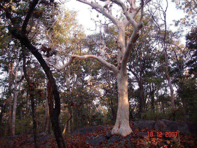 Satpura Tiger Reserve Tour