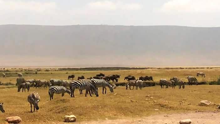 Ngorongoro Day Trip Tour