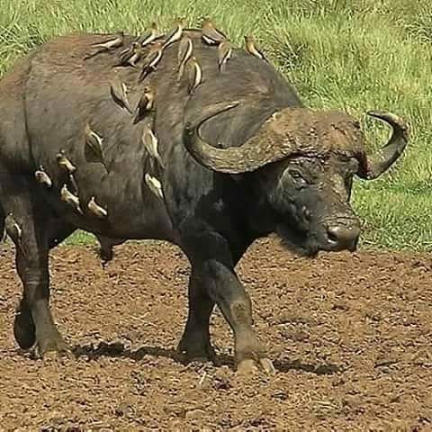 Tarangire/ Lake Manyara/ Ngorongoro Crater Tour