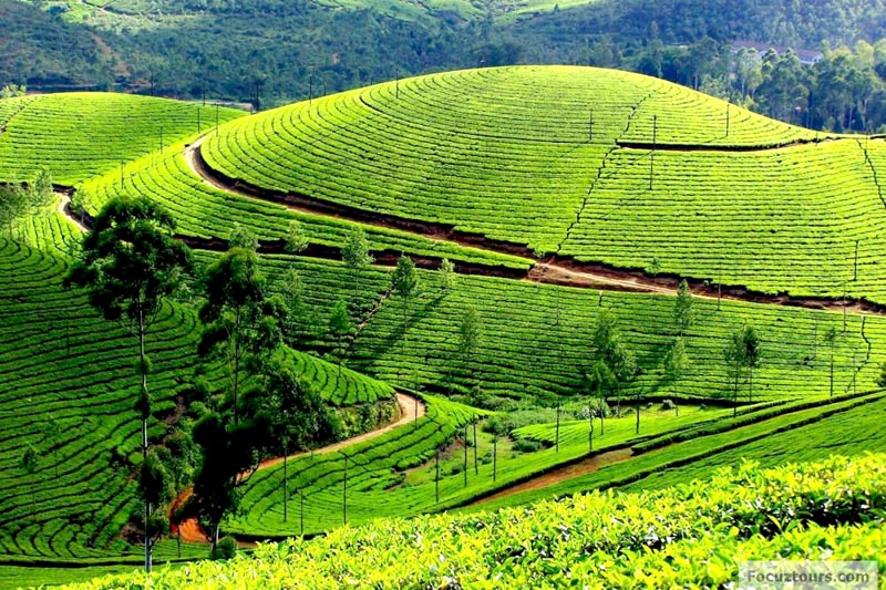 Mysore - Ooty Tour