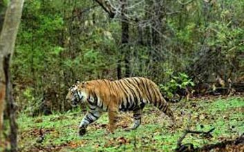 Trip To Bandhavgarh Tour