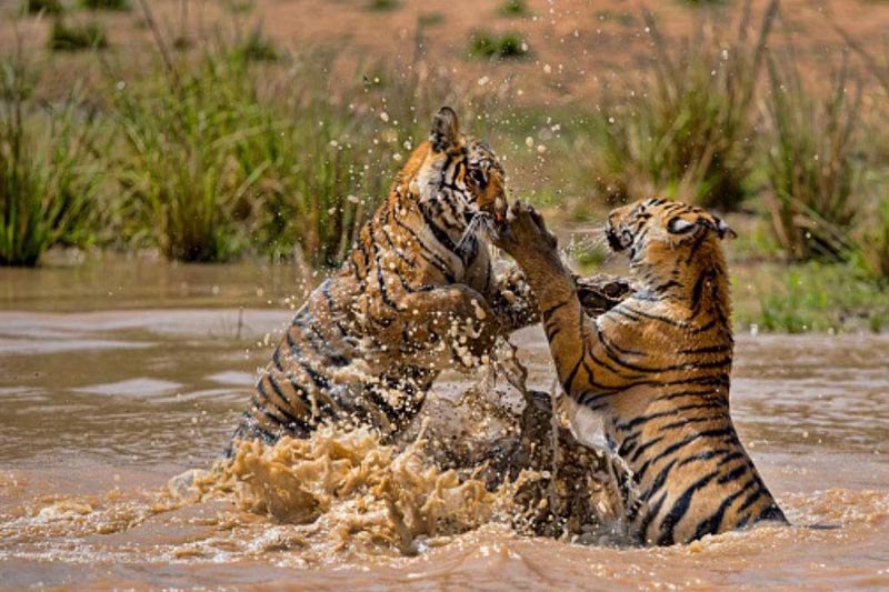 Tigers In Bandhavgarh Tour