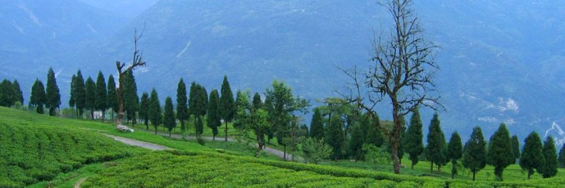 Sikkim Dzongri Yuksom Trek 