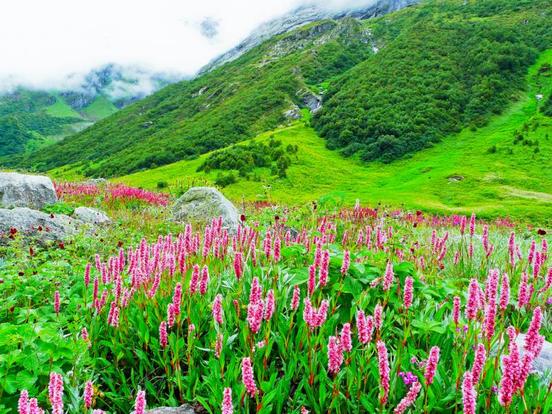 Towards Valley Of Flowers In Ladakh 7 Days Tour