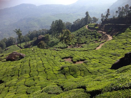 Munnar-thekkady Tour