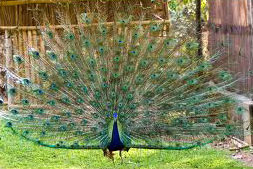 Mumbai - Bangalore - Mysore - Ooty - Bangalore - Mumbai Tour