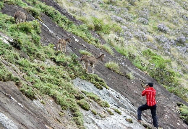796 Munnar (2) Thekkady (1) Tour