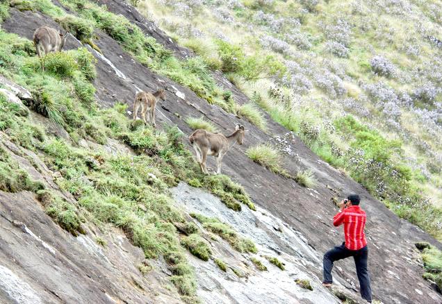 800 Cochin (1) Munnar (2) Thekkady (1) Tour