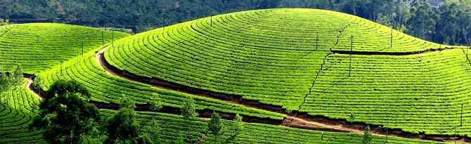 801 Cochin (1) Munnar (2) House Boat (1) Tour