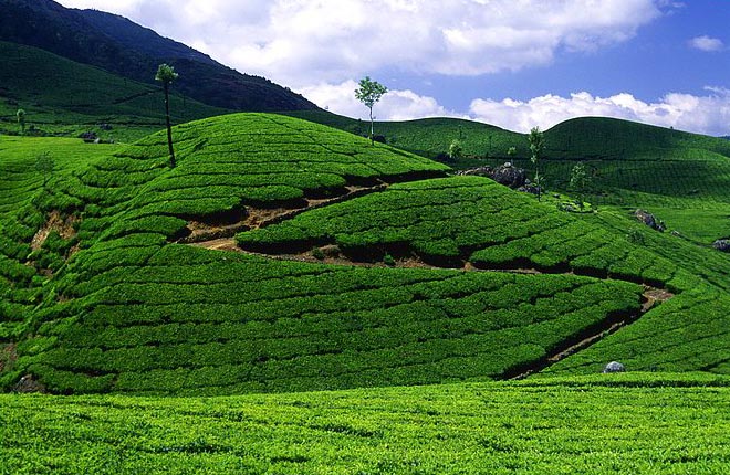 805 (2) Kovalam / (1) Kanyakumari/ (1) Trivandrum / (1) Alleppey Tour