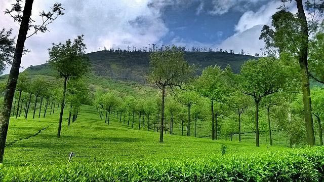 808 (1) Cochin (2) Munnar (1) Alleppey (2) Kovalam Tour