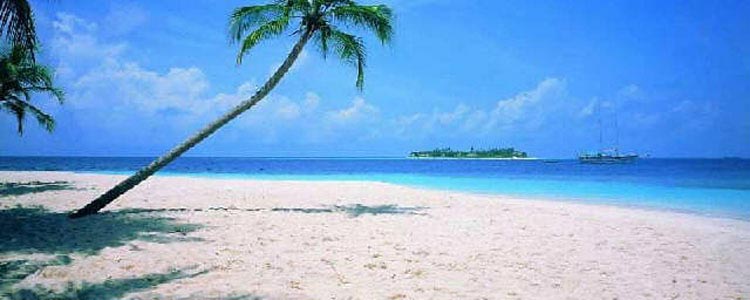 808 (1) Cochin (2) Munnar (1) Alleppey (2) Kovalam Tour