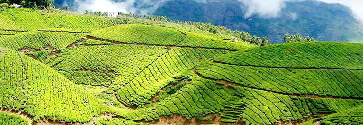 Cochin - Vagamon - Kumarakom - House Boat - Kanyakumari - Kovalam Tour