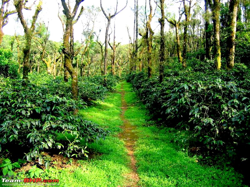 Bangalore - Chikmagalur - Mysore - Bangalore tOUR