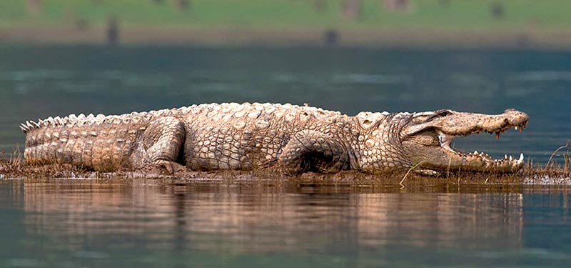 Bangalore - Coorg - Kabini - Bangalore Tour