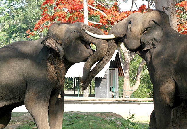 Mangalore - Sakleshpur - Chikmagalur - Nagarahole - Mysore - Bangalore Tour