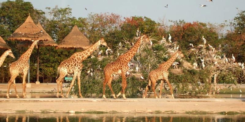 Delhi - Bangkok - Pattaya - Delhi Tour