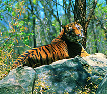 Golden Triangle Tour With Tiger