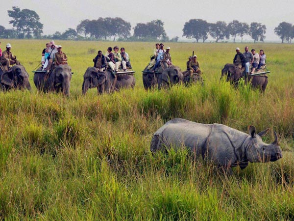 Kaziranga Sunderbans Tour Package