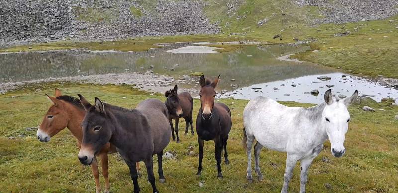 Bhrigu Lake Trek 2020
