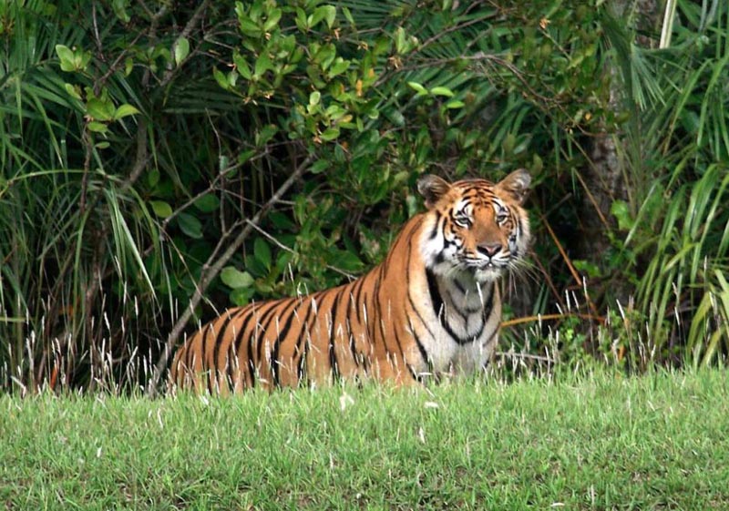 Sundarban 2 Nights And 3 Days Tour