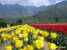 05 Nights / 06 Days Kashmir Package