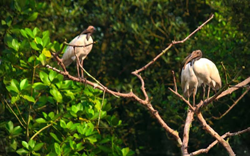 GTS Wildlife With Backwaters Tour