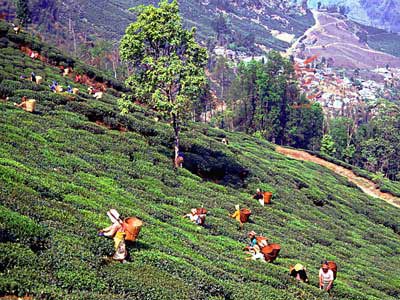 Darjeeling - Kalimpong - Gangtok Tour