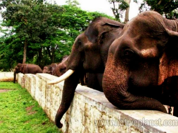 Honeymoon in Coorg from Bangalore Tour