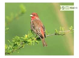 Special Package for Bird watching in Pangot (Nainital)